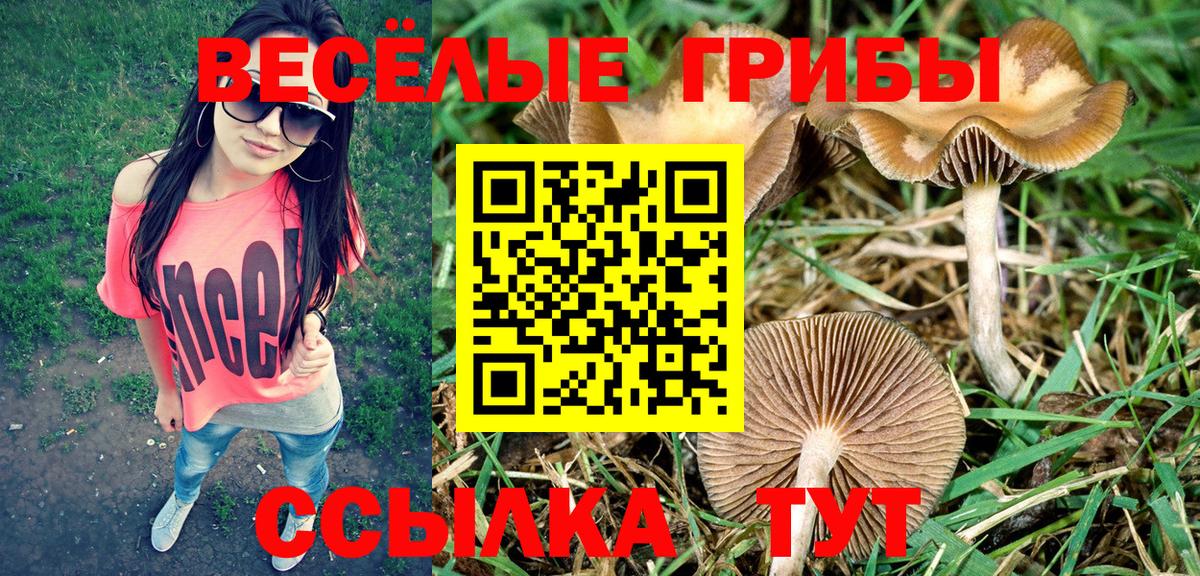 Псилоцибиновые грибы Cubensis Заинск